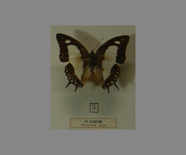 凤尾蛱蝶