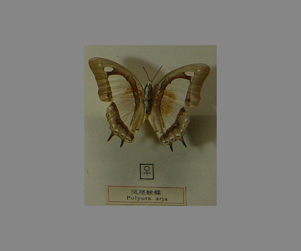凤尾蛱蝶