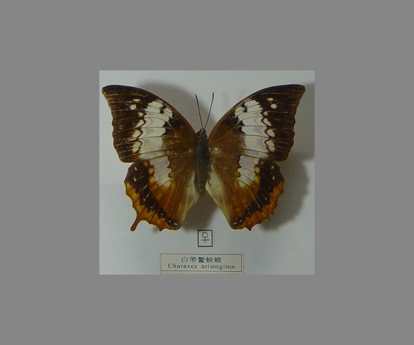 白带鳌蛱蝶
