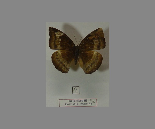 暗斑翠蛱蝶