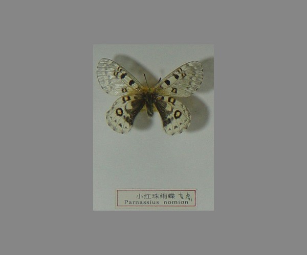 小红珠绢蝶