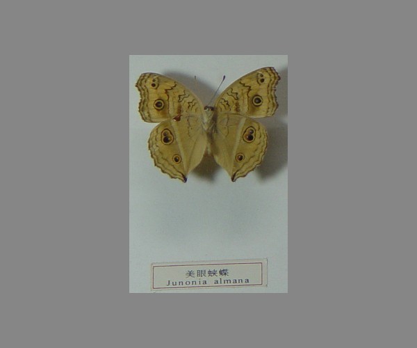 美眼蛱蝶