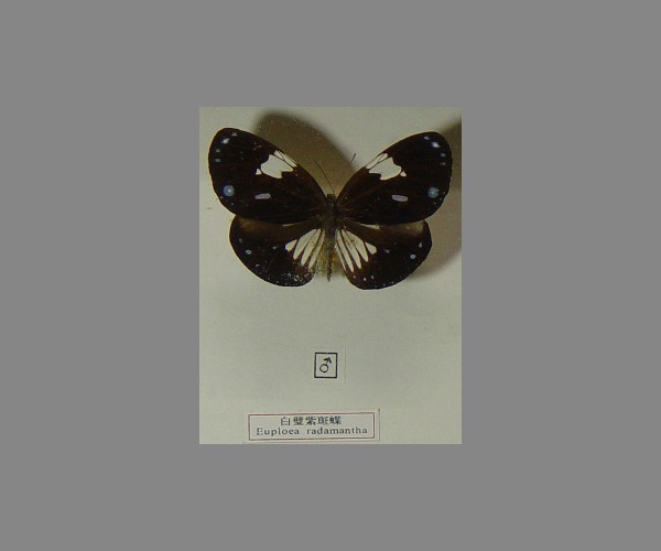 白璧紫斑蝶