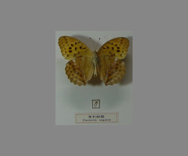 青豹蛱蝶