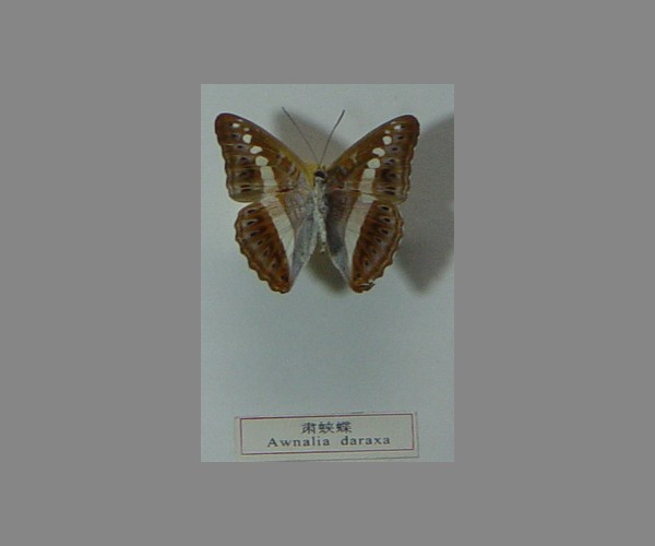 肃蛱蝶