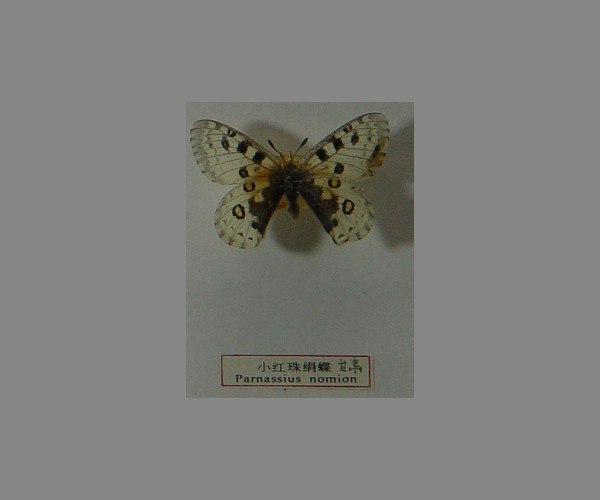 小红珠绢蝶