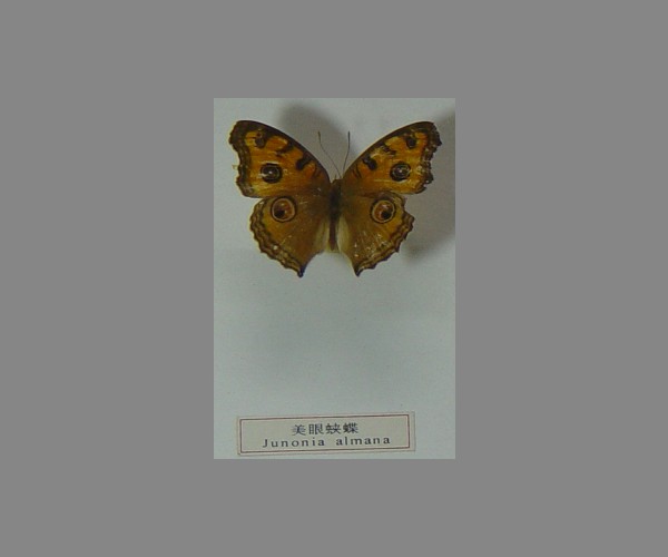 美眼蛱蝶
