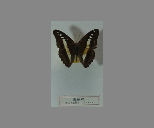 肃蛱蝶