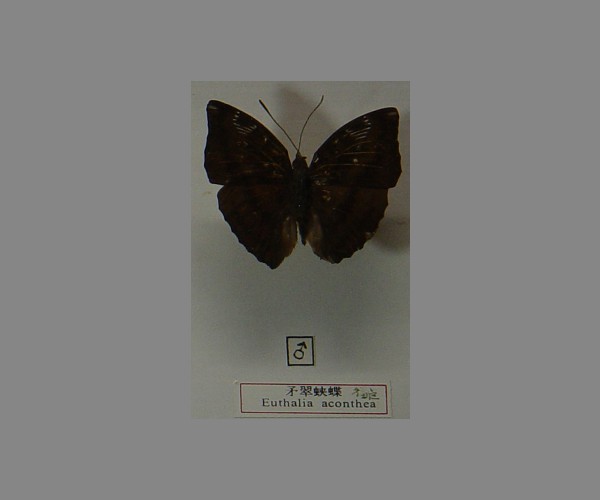 矛翠蛱蝶