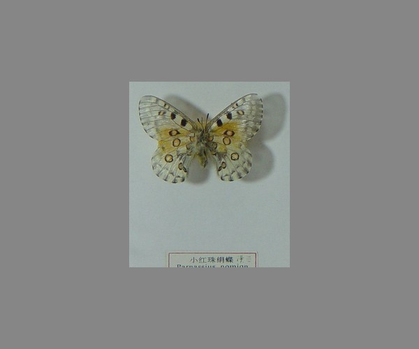 小红珠绢蝶