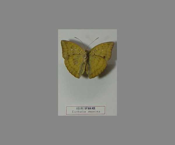 暗斑翠蛱蝶