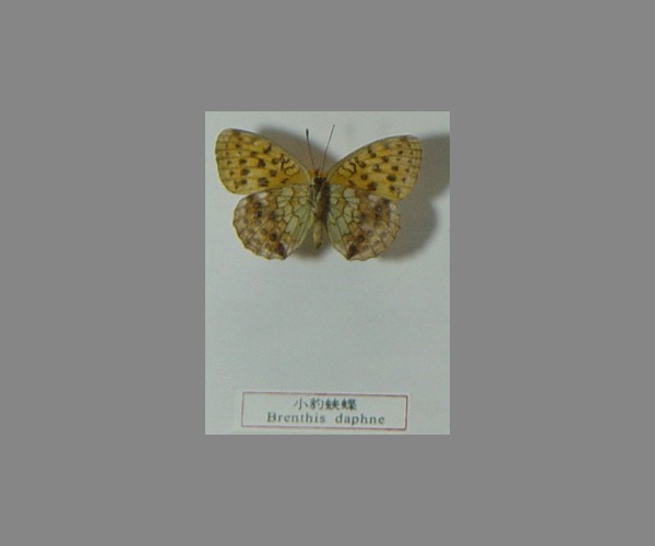 小豹蛱蝶