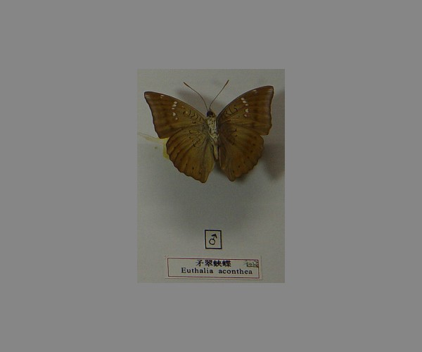 矛翠蛱蝶