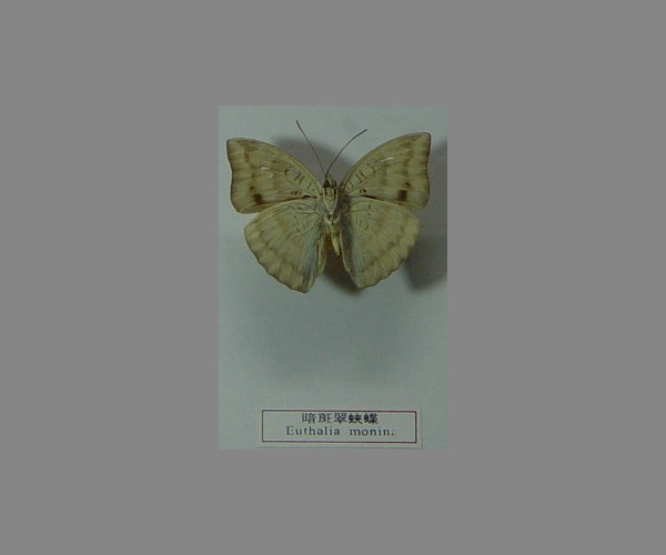 暗斑翠蛱蝶