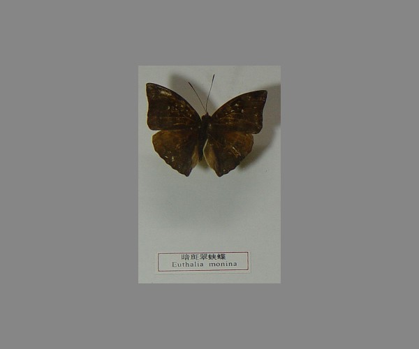 暗斑翠蛱蝶