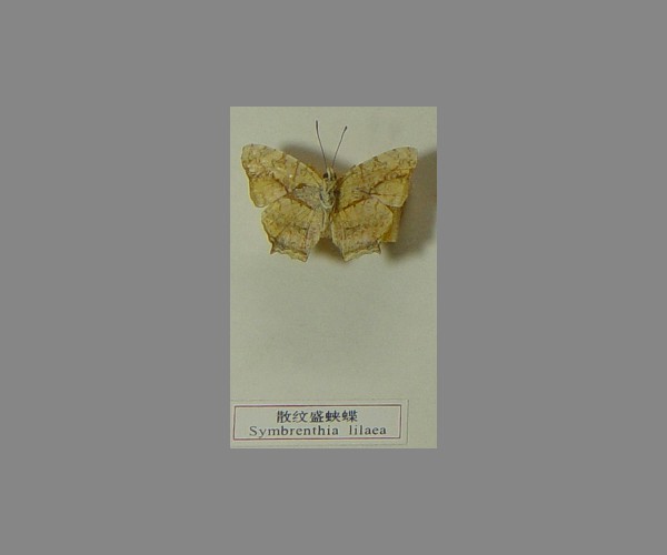 散纹盛蛱蝶