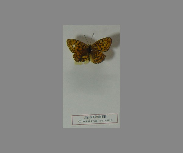 西冷珍蛱蝶