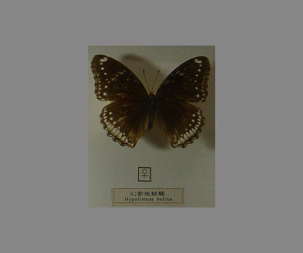 幻紫斑蛱蝶