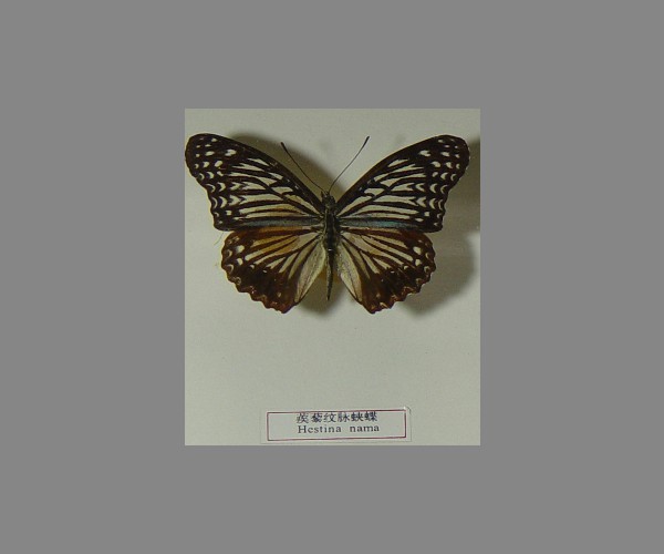 蒺藜纹脉蛱蝶