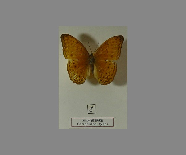 幸运辘蛱蝶