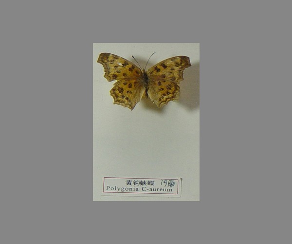 黄钩蛱蝶标本