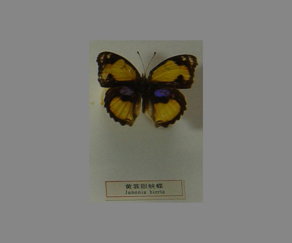 黄裳眼蛱蝶