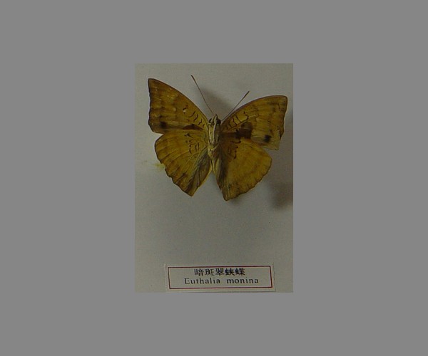 暗斑翠蛱蝶