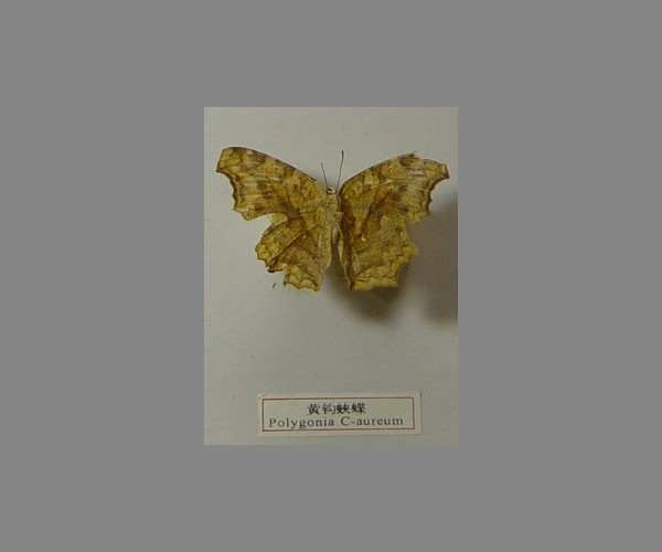 黄钩蛱蝶