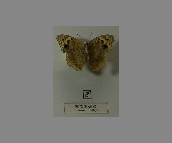 翠蓝眼蛱蝶