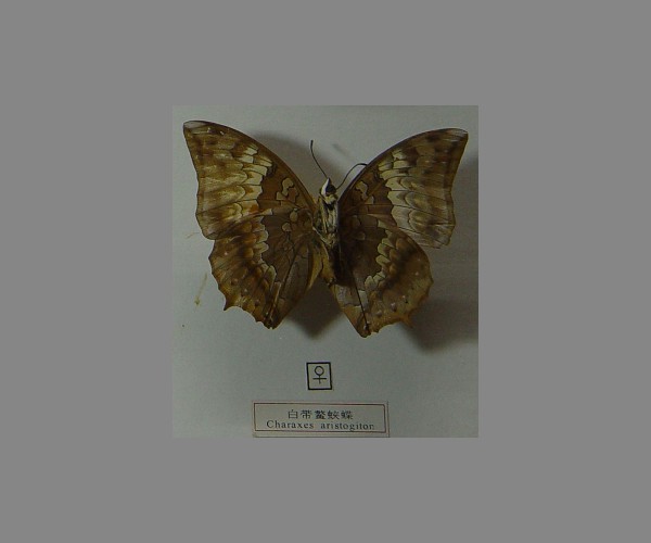 白带鳌蛱蝶