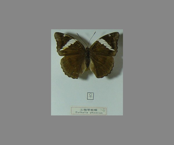 尖翅翠蛱蝶