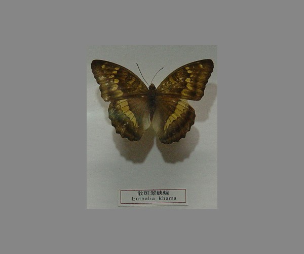 散斑翠蛱蝶