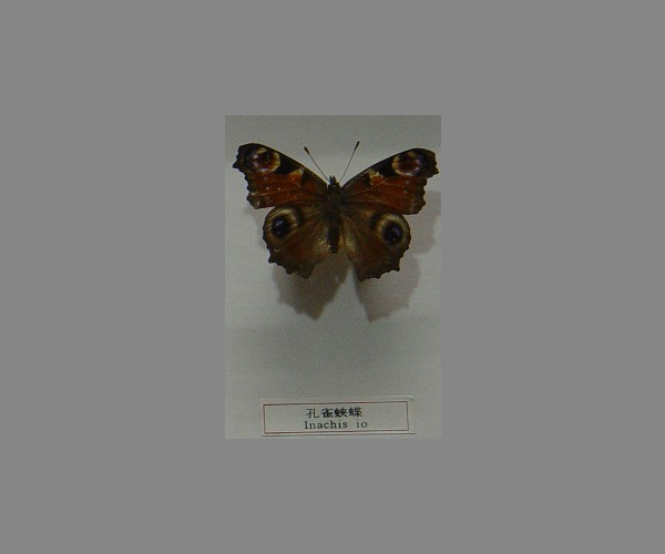 孔雀蛱蝶