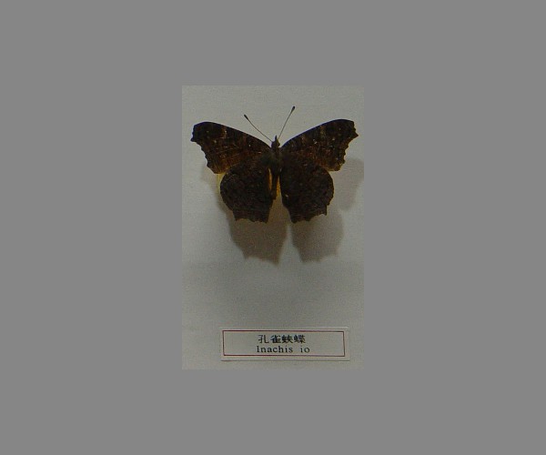 孔雀蛱蝶