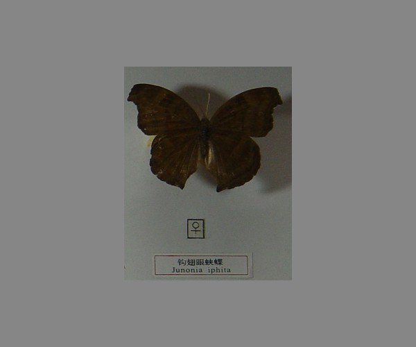 钩翅眼蛱蝶