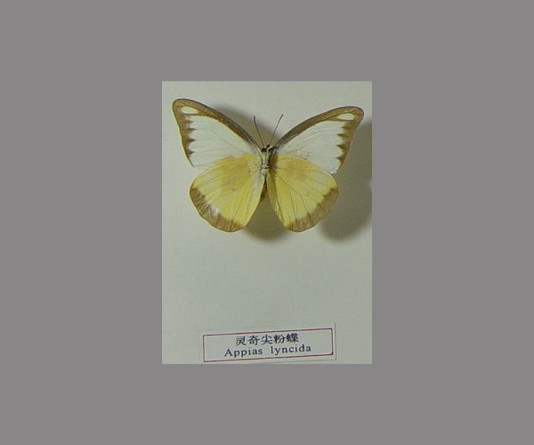 灵奇尖粉蝶