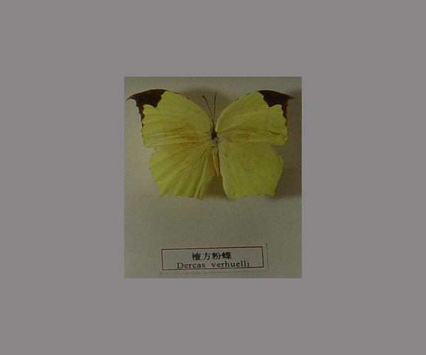 檀方粉蝶