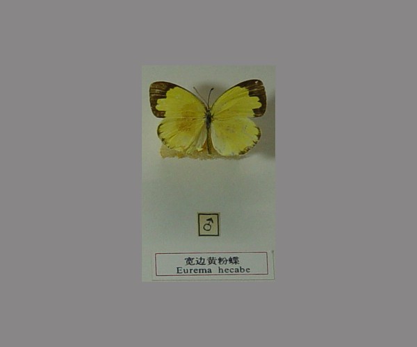 宽边黄粉蝶
