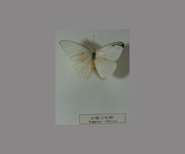 白翅尖粉蝶