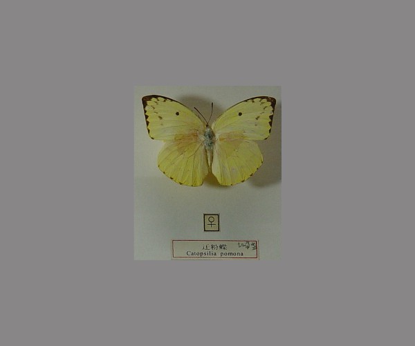 迁粉蝶