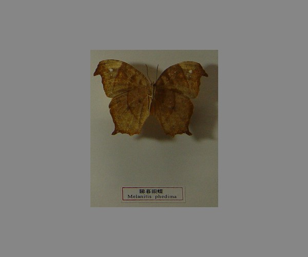 睇暮眼蝶