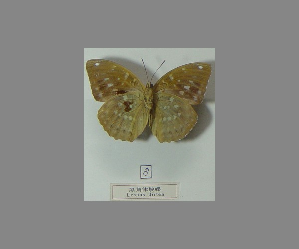 黑角律蛱蝶