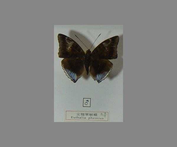 尖翅翠蛱蝶