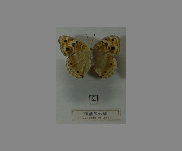 翠蓝眼蛱蝶