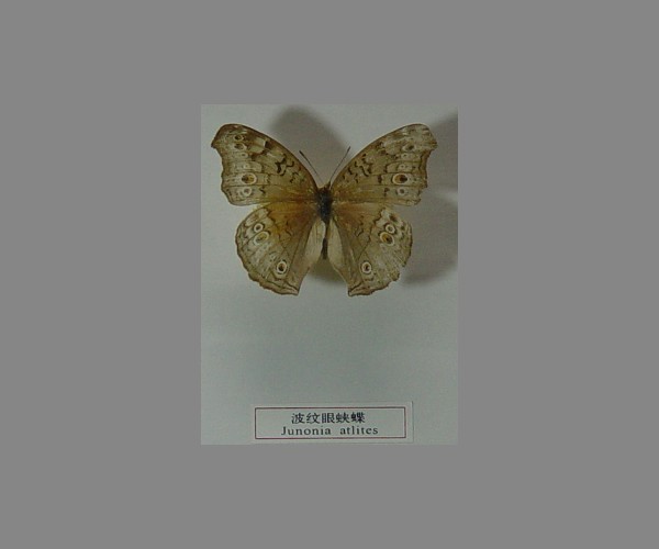 波纹眼蛱蝶