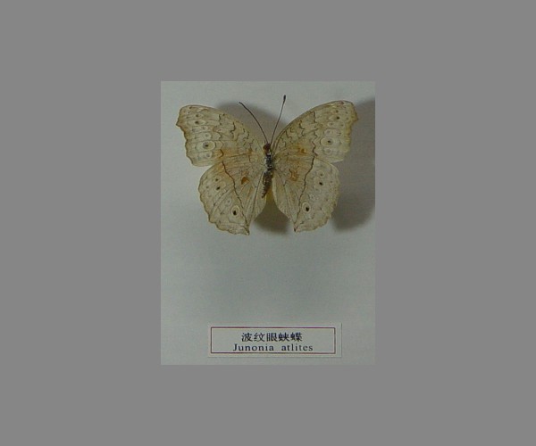 波纹眼蛱蝶