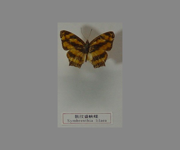 散纹盛蛱蝶