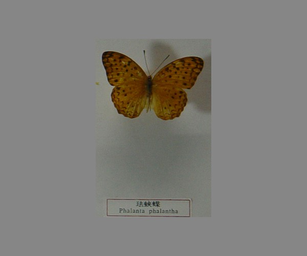 珐蛱蝶