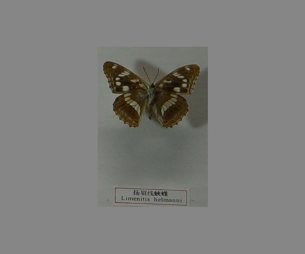 扬眉线蛱蝶