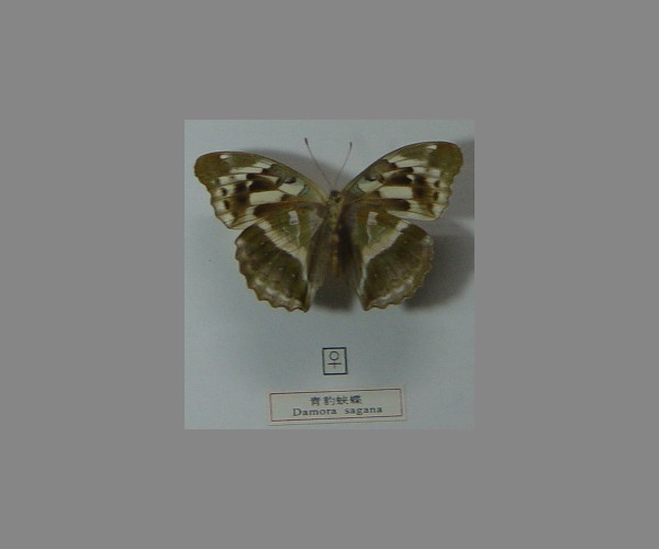 青豹蛱蝶